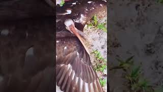 Electric Bird Ozzy Man Quickies