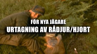 För nya jägare: Urtagning av rådjur/hjort