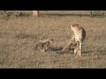 Cheetah And Cubs Part 8 Playing In The Morning Sun