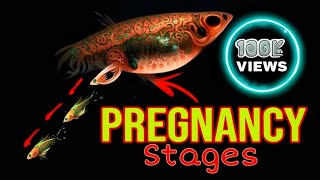 Stages of a Pregnant Guppy-Mating, Labor, Live Birth