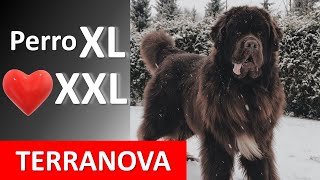 Terranova - Uno de los perros más grandes del mundo