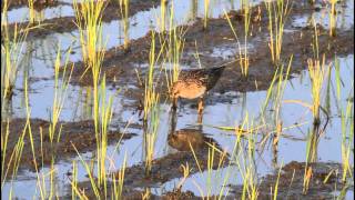 ikarabi 野鳥動画　pectoral sandpiperアメリカウズラシギ 1