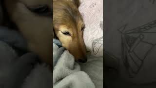 二度寝を阻止されました✩【多頭飼い】【ダックスフンド】【Dachshund】【ダックス】【short】