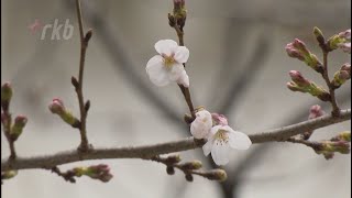 気象台がないので市長が独自に“桜の開花宣言”福岡県北九州市でもソメイヨシノが咲く