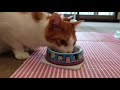 2020年7月16日 猫たちのお食事風景【猫カフェmewkies（ミューキーズ）】