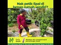 Boleh petik epal sendiri di rumah | Hanani Agro Farm