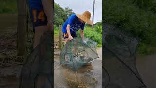 下雨后真实农村户外捕鱼收获 Outdoor fishing harvest in the real countryside after the rain #fishing #fish #户外捕鱼