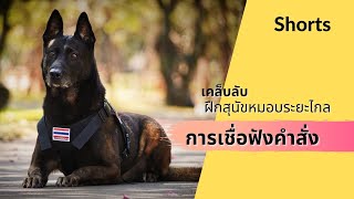 สุนัข เบลเยี่ยมมาลีนอยส์ Malinois I ฝึกสุนัขเชื่อฟังคำสั่ง การสั่งสุนัขหมอบในระยะไกล