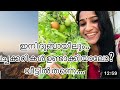 supper food ബാർണിയർഡ് മില്ലറ്റ് …അറിയാം കൂടുതൽ കുതിരവാലി കവടപ്പുല്ല്