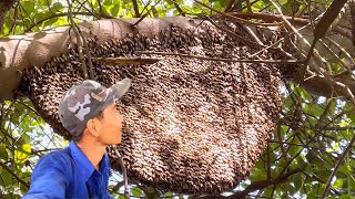 VÀO KHU GÒ MÃ BẮT ONG KHÔNG MAY DẪM VÀO NHÌN HẾT HỒN