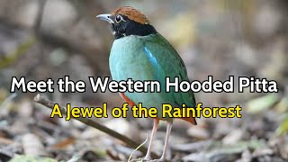 Exploring the Western Hooded Pitta A Colorful Bird of the Rainforest