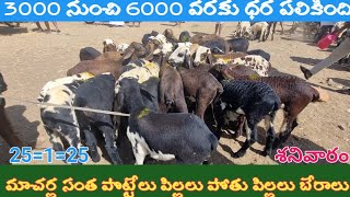 Macharl kids sheep market🐏// మాచర్ల పొట్టేలు పిల్లలు మేకపోతులు సంతలో బేరాలు//25=1=25// శనివారం