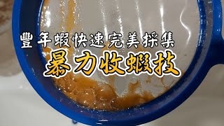 豐年蝦孵化技術3--快速完美的不漏蝦採集技巧（蓮蓬頭沖蝦法）