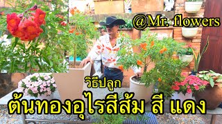 วิธีปลูกตัดแต่งดูแล ต้นทองอุไร สีส้ม สีแดง สะสมให้ครบทุกสี จะได้โชคลาภ @mr.flowers