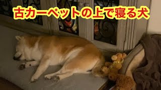 柴犬貴教！古カーペットの上で寛ぐ犬