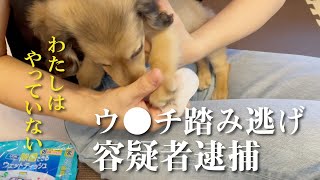 犯人は現場に足跡を残していました…【ミニチュアダックスフンド 子犬の日常に密着】