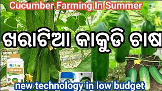 Cucumber Farming In Summer // ଖରାଟିଆ କାକୁଡି ଚାଷ