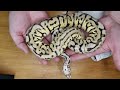 We're Back! Unboxing 3 snakes from KMB Reptiles!