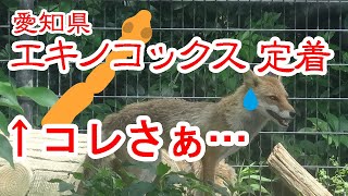 愛知県にエキノコックス定着！？このニュース、何かがおかしい…