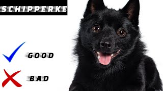 Schipperke Pros And Cons | Everything you need to know | Decision making video.