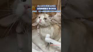 主人给猫咪洗澡全过程