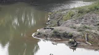 Wild Crocodiles At Dudhwa National Parks