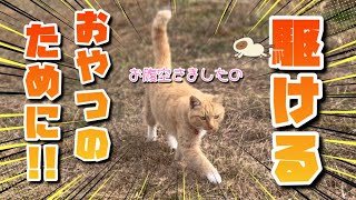 【1/8】今日も元気な農家ネコたち🐈‍⬛🐈【農園生活ダイジェスト】