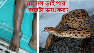 রাসেল ভাইপার সাপ কতটা বিষাক্ত? বিস্তারিত জানুন। অদৃশ্য সময় এক্সপ্লেইন