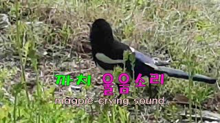 분당 탄천 까치 영상  Bundang Tancheon Magpie Video