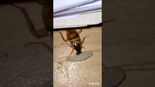 நமக்கு சோறுதான் முக்கியம் என்று இந்த பூச்சி சாப்பிடுது #insect#youtubeshort #tamilshorts