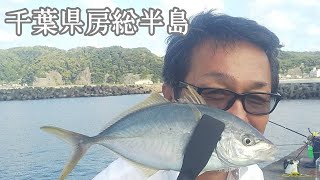 【外房】超高級尺シマアジが釣れました　#外房　#鴨川　#房総半島　#シマアジ