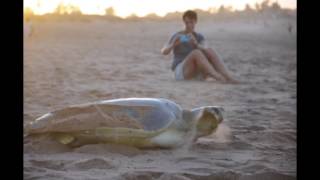 Turtles at Port Hedland