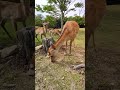 飛火野園地のみんな　　奈良公園の鹿さん