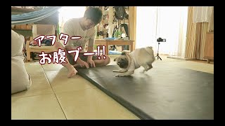 お腹ブーされた後もキレ気味でラストに仕返しを果たすパグ犬ぷぅ Pug