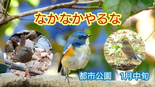 ルリビタキ＆ミソサザイと遊んで来たよ！   都市公園  1月中旬