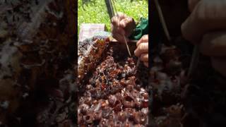 Stingless Bee Honey Harvesting