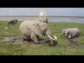 The Gentle Giants of Amboseli National Park-Natural World Kenya Safaris