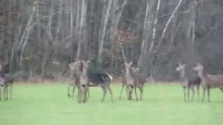 Harde de jeunes cerfs et biches dans les Chambarans