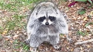 Chonky raccoon put on a diet because he hates exercise