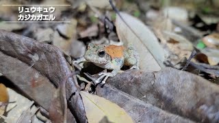 森のリュウキュウカジカガエルたち/2023.4.1