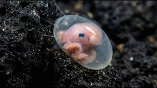 Nothing About Octopus Is Normal⦠Hereās Why