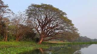 Parmadan Forest \u0026 Bibhutibhushan Wildlife Sanctuary || Weekend Tour From Kolkata || Ichamati River