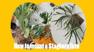 박쥐란 목부작 만들기│ How to mount a Staghorn fern