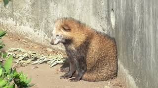 モフモフのたぬき さんは ウトウトします。 The fluffy raccoon dog dozed off.