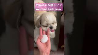 家族の帰りを喜んでくれるシーズー #puppy #shihtzu #シーズーあいす #family #イッヌ #子犬 #シーズー #犬のしつけ #dog #シーズーあいす #welcomehome