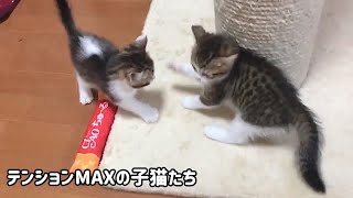 子猫がテンションMAXになるとカオスになります。