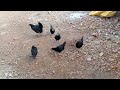 الحلقة_4_يومياتي مع الفلوس🐤🐥 عمره الان 35يوم وبعض المعلومات الخفيفة chicken اكسبلور italy ترند