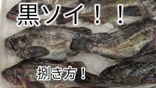 [魚の捌き方]黒ソイ捌き方！