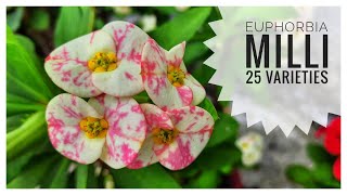 Euphorbia Milii 25 Varieties