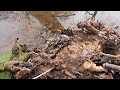 beavers at the national trust s holnicote estate